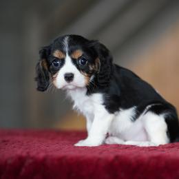 Emmy - Tri-color female Cavalier King Charles Spaniel puppy in Sugarcreek, Ohio from Chocolate Cavalier
