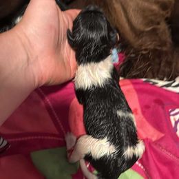 Banner - White and black female Newfoundland puppy in Shepherd, Montana from Rising Hope Kennels