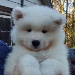 Borzoi and Samoyed Puppies from Kalabria