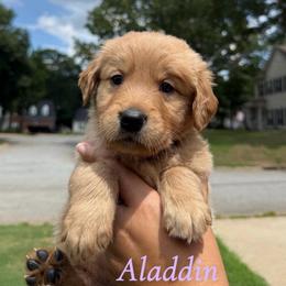 Aladdin - Golden male Golden Retriever puppy in Simpsonville, South Carolina from Upstate Revival Retrievers