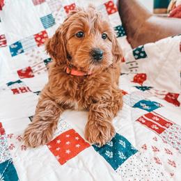 Liberty (Pink Collar) - Red  female Goldendoodle puppy in Beaverton, Oregon from Henry Elliots