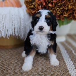 Bourbon - Tri-color male Bernedoodle puppy in Russell Springs, Kentucky from 270 Doodles