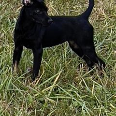 Dulce - Black Xoloitzcuintli puppy in Dillwyn, Virginia from Simply Xolos