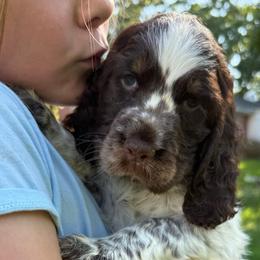 Tulip - Tri-Roan female English Springer Spaniel puppy in Newport News, Virginia from Sara's English Springer Spaniels (All Tails Kennel)