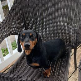 Ziggy - Dachshund