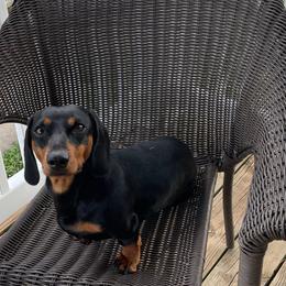 Ziggy - Dachshund
