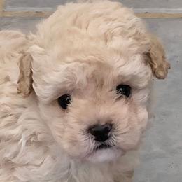Cashmere - Cream male Poodle puppy in Grand Saline, Texas from Oldfield Outdoors
