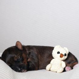 Summer (Green Collar) - Parti male Yorkshire Terrier puppy in Las Vegas, Nevada from Plush Toy Poodle Puppies & Pals