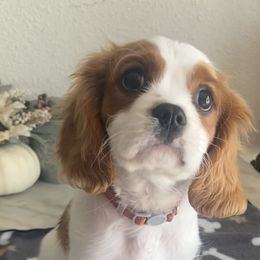 Cavalier King Charles Spaniel Puppies from Christina’s Cavaliers