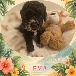 Girl 2 - Brown female Lagotto Romagnolo puppy in Salida, California from Harper's Lagotti
