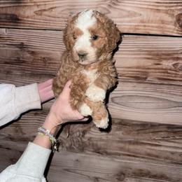 Trixie - Cream female Goldendoodle puppy in Churchill County Fallon, Nevada from Card Family Ranch