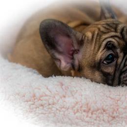 French Bulldog Puppies from MadCity Frenchies