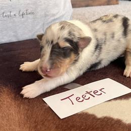 Collie Puppies from A/K Rough Collies