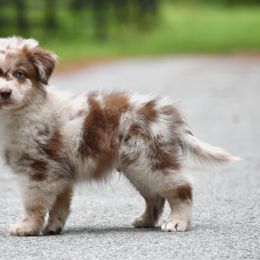 Rocket - Red merle male Miniature American Shepherd puppy in Gainesville, Florida from MarvelMAS Miniature American Shepherds
