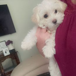 Morkie Puppies from Mandy's Morkies