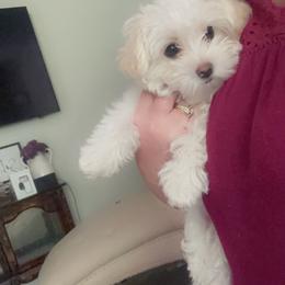 Morkie Puppies from Mandy's Morkies