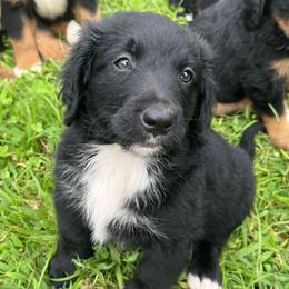 Bernedoodles from Heavenly Homesteaders