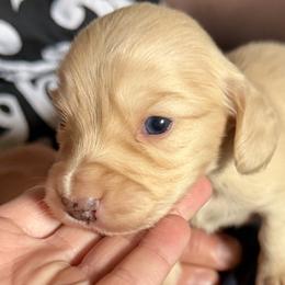 Boy 1 - Cream male Dachshund puppy in Stamford, Texas from West Texas Miniature Dachshunds