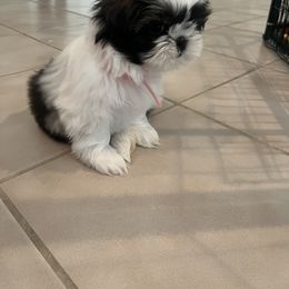 Shih Tzu Puppies from Ashley Haynes