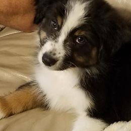 Australian Shepherds from Lorac Aussies
