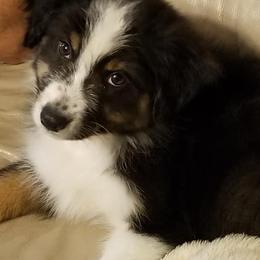Australian Shepherds from Lorac Aussies