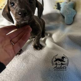 Tigger - Sable male Dachshund puppy in East Dover, Vermont from Audet’s Mini Dachshunds