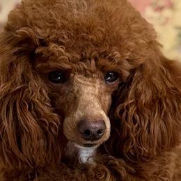 Cavapoos from Autumn Poodles/Doodles