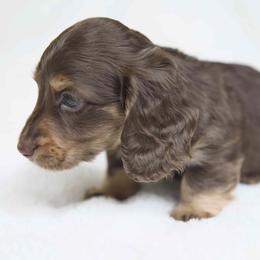 Cosmic - Chocolate and cream male Dachshund puppy in Zephyrhills, Florida from Dapper Doxies
