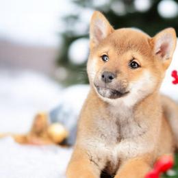 Morio ❤️ Red Boy - Red male Shiba Inu puppy in Neosho, Missouri from Sunny Terrace Shibas