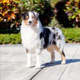 Ramsey - Australian Shepherd