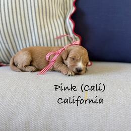 California - Red  female Goldendoodle puppy in Springville, Utah from JW Doodles