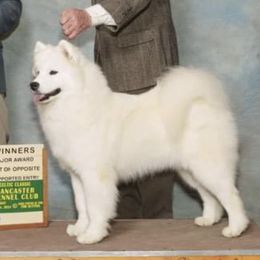 Grace - Samoyed