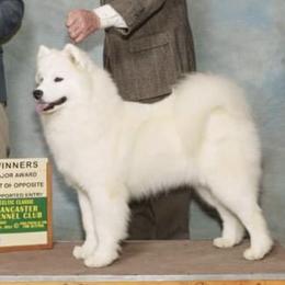 Grace - Samoyed
