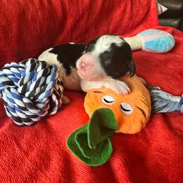 Ti - Black male Goldendoodle puppy in Cordova, Tennessee from TrueLine kennels
