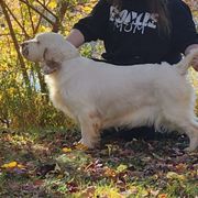 Lovey - Clumber Spaniel
