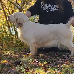 Lovey - Clumber Spaniel
