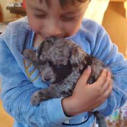 Freedom - Blue merle female Aussiedoodle puppy in Grants Pass, Oregon from Down Under Doodles