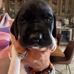 Iola - Black and white female German Shorthaired Pointer puppy in San Antonio, Texas from Alvarado Farm Kennels, LLC