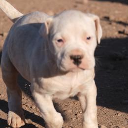 Dogo Argentino puppies from Storm Dogos & Country Corgis