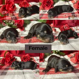 Robin - Black and tan female Dachshund puppy in Cascade, Virginia from Heart of Honey Miniature Dachshunds
