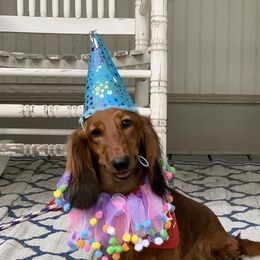 Olive, but her nickname is Muppet - Dachshund