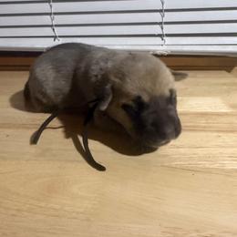 Black - Yellow male Black Mouth Cur puppy in Warsaw, Missouri from Heritage Cow Dogs