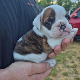YELLOW - Red and white female Bulldog puppy in Walhalla, South Carolina from Lowery's English Bulldogs