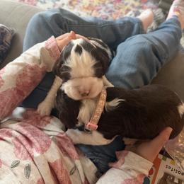 Orange - Liver and white male English Springer Spaniel puppy in Wells, Vermont from Everyday Sunshine Springers