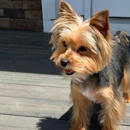 Poodles, Yorkipoos, and Yorkshire Terriers from All My Pooches