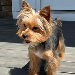 Poodles, Yorkipoos, and Yorkshire Terriers from All My Pooches