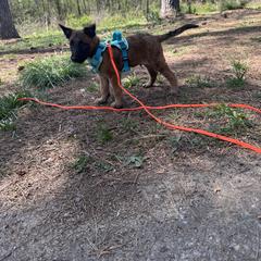 Belgian Laekenois Puppies from Sweetwater Belgian Laekenois