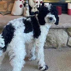 Estrella - Goldendoodle