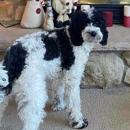 Estrella - Goldendoodle