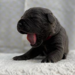 Nyx - Gray female Cane Corso puppy in Utah from 3Lake Kennelz